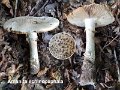 Amanita echinocephala-amf212